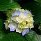 Een hortensiabloem met blauw-witte bloemblaadjes omgeven door groene bladeren.