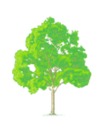 Grüner Baum mit dichtem Blattwerk auf weißem Hintergrund.