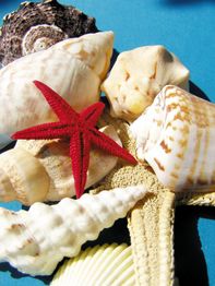 Muscheln und ein roter Seestern liegen auf blauem Hintergrund in der Sonne.