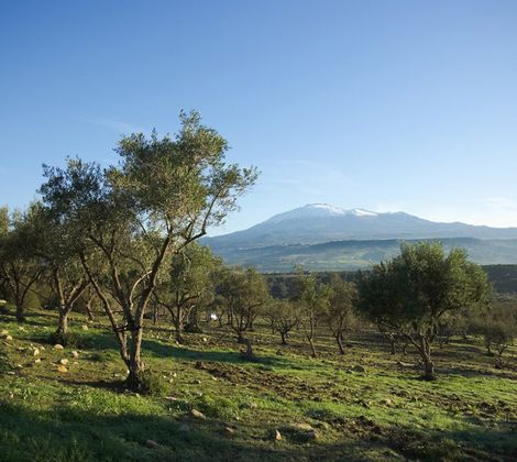 Ulivi in una campagna verde, con un vulcano innevato all'orizzonte sotto un cielo azzurro.