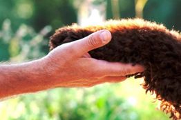 Eine Hand hält sanft eine braune, lockige Hundepfote, im Hintergrund grüne Natur.