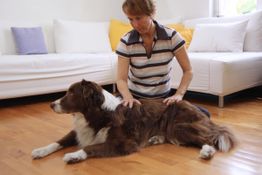 Frau streichelt braunen Hund auf Holzboden vor einem weißen Sofa mit bunten Kissen im Hintergrund.