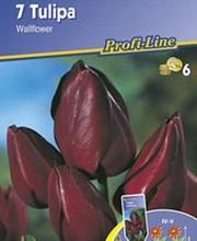 NEU Tulpen / Mehrblütige Tulpen Wall Kiepenkerl 501294