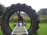 Hund auf Steg durch großen Reifenzirkel in grüner Landschaft.