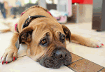 Hund liegt entspannt auf dem Boden mit rot lackierten Krallen.