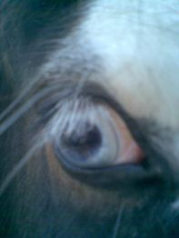 Nahaufnahme eines Pferdeauges mit braunem Fell und weißen Wimpern.