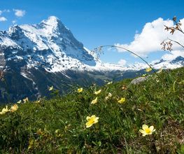 Bergwiese mit gelben Blumen vor schneebedeckten Alpen und blauem Himmel.