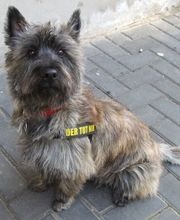 Sylvia´s  Trimm und Scherstube Plaidt